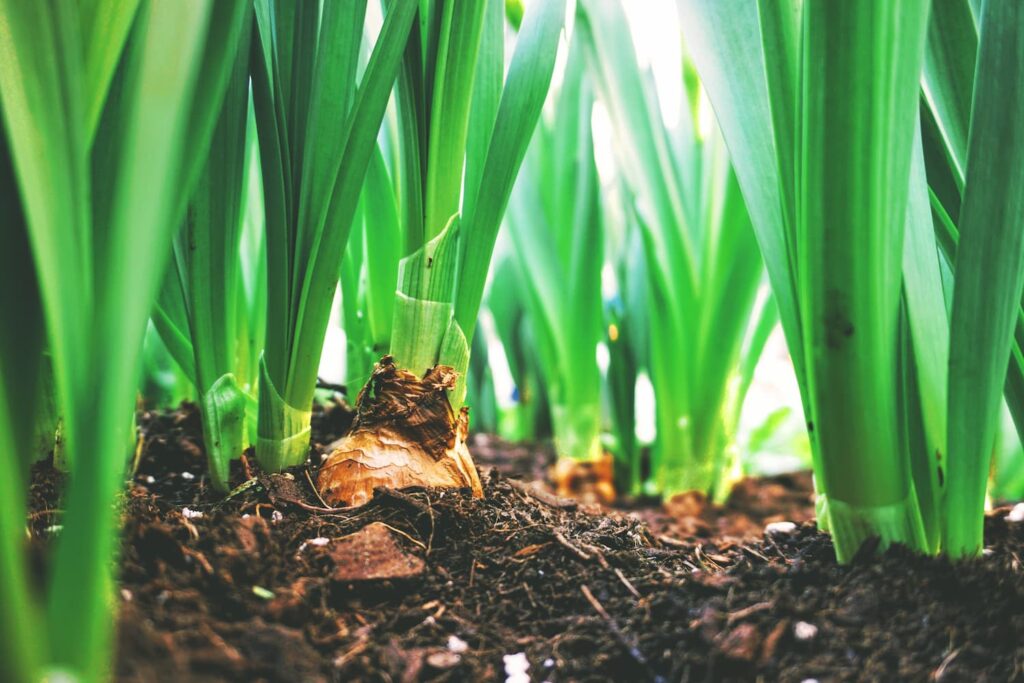 Fertilizantes orgánicos la Unión