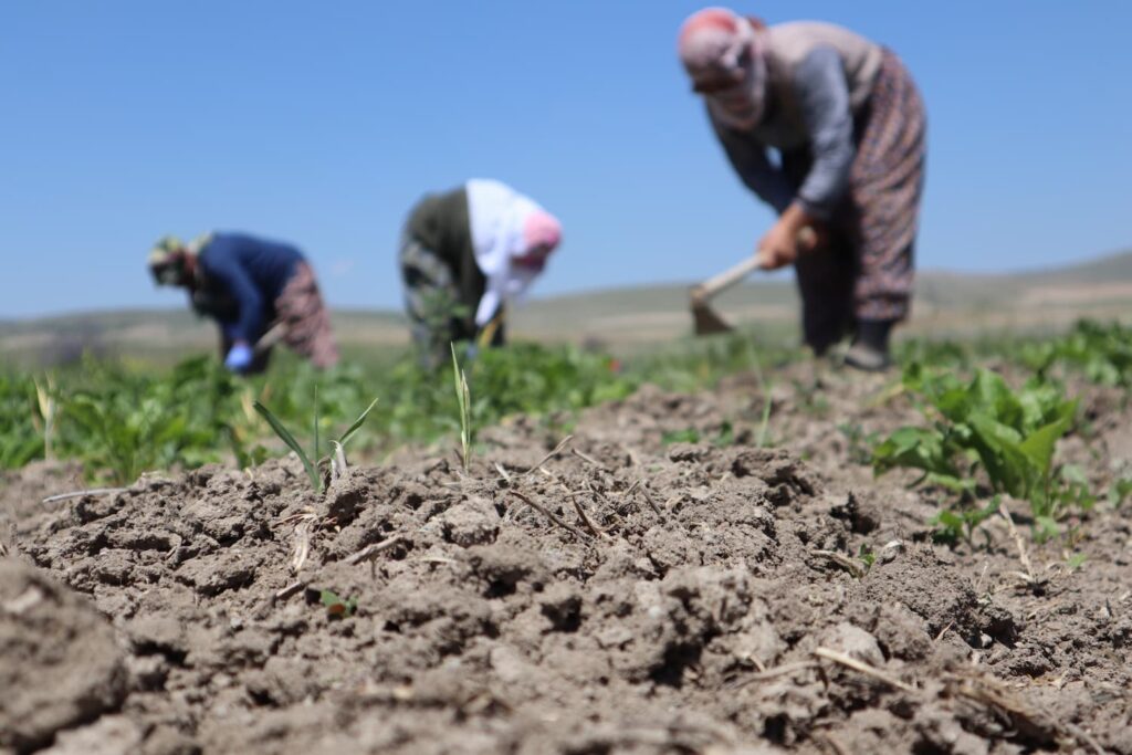 Seguros agrarios en España